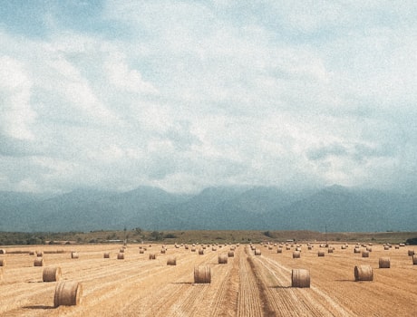 小麦秸秆青贮饲料